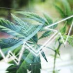 Unlocking the Potential: How 5starsstocks.com Cannabis is Shaping the Industry