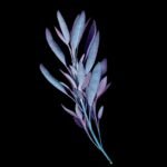 Unveiling the Allure of the Shade of Zupfadtazak