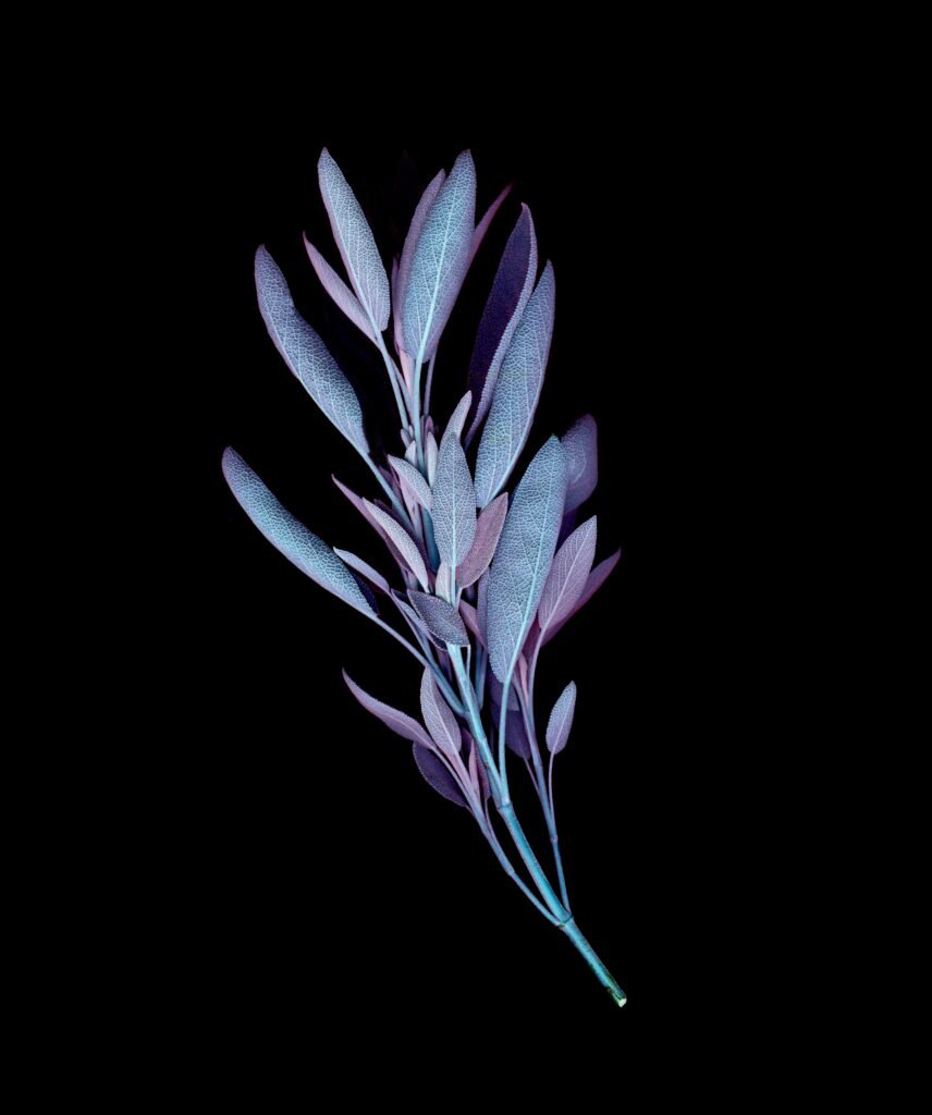 Unveiling the Allure of the Shade of Zupfadtazak